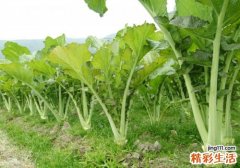 芥菜的功效与作用