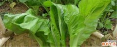 芥菜搭配什么好吃 新鲜芥菜的做法大全