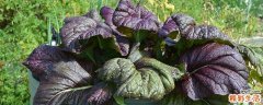 芥菜不能和什么一起吃 海带芥菜粥可以吃吗