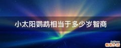 小太阳鹦鹉相当于多少岁智商