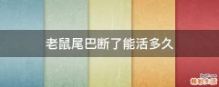老鼠尾巴断了能活多久