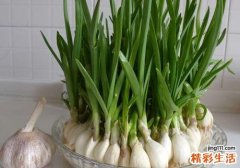 孕妇能吃蒜苗吗