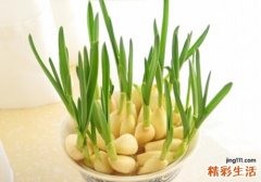 蒜苗的营养价值及食用方法