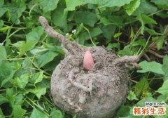 魔芋吃了有什么好处 吃魔芋的好处竟然这么多