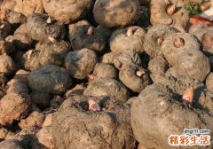 魔芋生吃了会怎么样 魔芋是不是发物