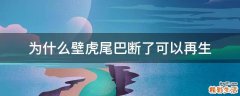 为什么壁虎尾巴断了可以再生