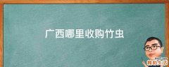 广西哪里收购竹虫