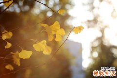 哪些花茶能养颜美容