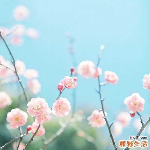 4 马先蒿