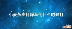 小麦燕麦打除草剂什么时候打