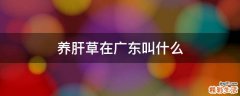 养肝草在广东叫什么
