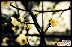 血液黏度