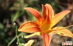 鲜黄花菜含有什么毒素 鲜黄花中毒有什么症状