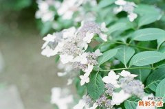 2 鼻贴去黑头过程全示范