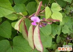 扁豆的功效与作用及禁忌