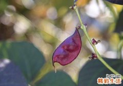 扁豆长斑了还能吃吗 扁豆为什么会长斑
