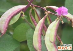 扁豆和山药可以一起吃吗 扁豆和什么不能一起吃