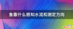 鱼靠什么感知水流和测定方向