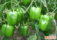 青椒吃多了会怎么样