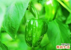 吃青椒有什么好处 青椒的功效