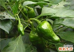 青辣椒怎么腌好吃又脆 什么人不能吃青椒