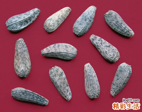 牛蒡子的功效与作用及使用方法