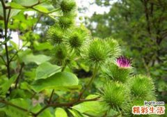 牛蒡的营养价值及食用方法