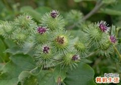 牛蒡小孩能吃吗