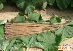 牛蒡不能和什么一起吃 牛蒡有什么功效