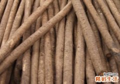 牛蒡对男人有什么作用 可能有你意想不到的好处