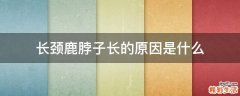 长颈鹿脖子长的原因是什么
