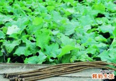 牛蒡茶孕妇能喝吗 牛蒡茶对孕妇有没有伤害