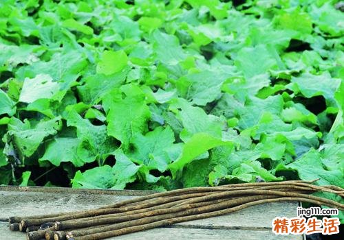 牛蒡茶孕妇能喝吗 牛蒡茶对孕妇有没有伤害