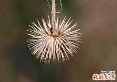 牛蒡茶可以隔夜喝吗 早上空腹能喝牛蒡茶吗