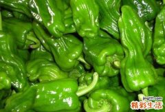 经常吃青椒有什么好处 青椒的适用人群与禁忌人群
