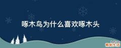 啄木鸟为什么喜欢啄木头