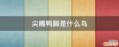 尖嘴鸭脚是什么鸟