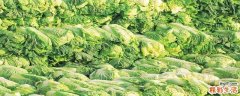 大白菜怎么保存不烂 如何挑选新鲜的大白菜
