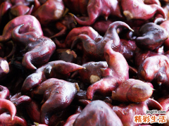 菱角的功效与作用及食用方法