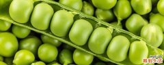 新鲜的豌豆出了点小芽能吃吗 豌豆放冰箱可以放多久
