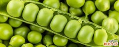 豌豆可以放冰箱冷藏吗 豌豆是生冻好还是煮熟冻好
