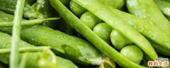 绿豌豆发芽怎么吃 豌豆没熟能吃吗