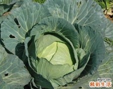 经常吃圆白菜的七大好处