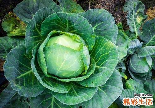 卷心菜可以生吃吗 原来这才是卷心菜的最佳吃法