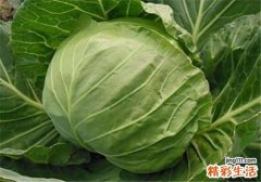 包菜的功效与作用