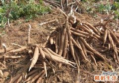 吃木薯会中毒吗 吃木薯中毒怎么办