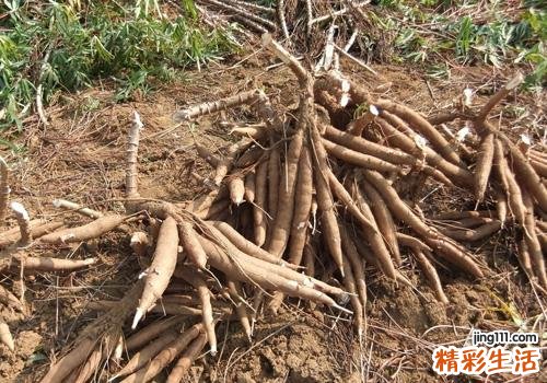 吃木薯会中毒吗 吃木薯中毒怎么办