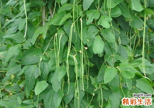 豇豆哺乳期能吃吗 豇豆有什么好处