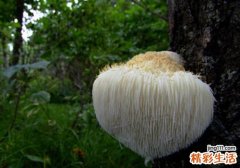 猴头菇的功效与作用及禁忌
