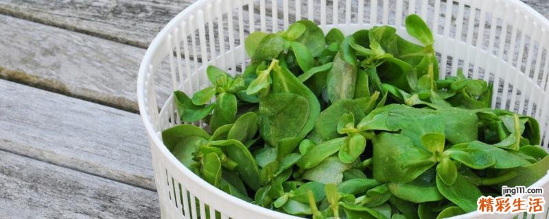 马齿苋过敏有什么反应 马齿苋哪些人不能吃